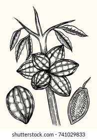 Cocoa beans illustration. Engraved style illustration. Chocolate cocoa beans. Vector illustration