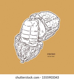 Cocoa beans illustration, hand draw sketch vector.