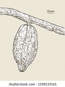 Cocoa beans illustration, hand draw sketch vector.