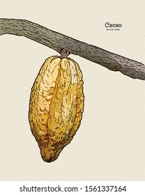 Cocoa beans illustration, hand draw sketch vector.