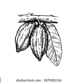 Kakaobohnen-Illustration. Kakaobohnen hocolat. Vektorgrafik auf weißem Hintergrund