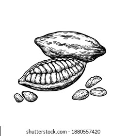 Cocoa beans illustration. hocolate cocoa beans. vector illustration isolated on white background