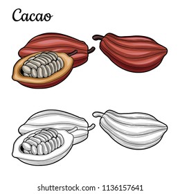 Cocoa beans. Illustration. The isolated image on a white background. Vintage style.
