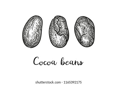 Cocoa beans. Ink sketch isolated on white background. Hand drawn vector illustration. Retro style.