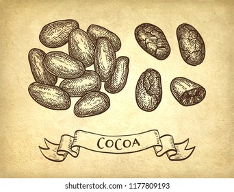 Cocoa beans. Ink sketch on old paper background. Hand drawn vector illustration. Retro style.