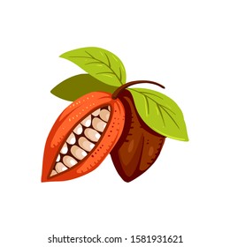 Cocoa beans isolated illustration, cartoon style. Сhocolate tree fruit, cocoa beans icon. Composition of Cocoa, design element for cover, banner, package. Cacao sign. 