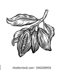 Cocoa beans isolated on white background. Vintage stylized drawing for chocolate packing, label, logo, menu. Vector hand drawn illustration in traditional retro style. 