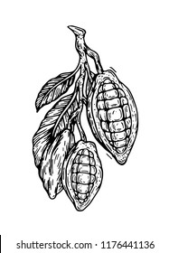 Cocoa beans  isolated on white background. Hand drawing for chocolate packing, label, logo, menu. Vector hand drawn illustration in traditional retro style. 