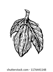 Cocoa beans  isolated on white background. Hand drawing for chocolate packing, label, logo, menu. Vector hand drawn illustration in traditional retro style. 