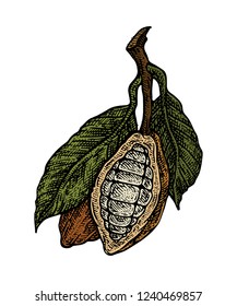 Cocoa beans isolated on white background. Color vintage stylized drawing for chocolate packing, label, logo, menu. Vector hand drawn illustration in traditional retro style. 