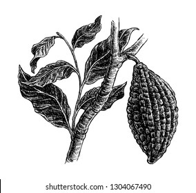 Cocoa beans isolated on white background in sketch style. Vintage drawing for chocolate packing, label, logo, menu. Hand drawn illustration in traditional retro style. Vector illustration. 