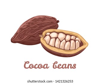 Cocoa beans isolated on white background. Vector illustration of superfood in cartoon flat style.