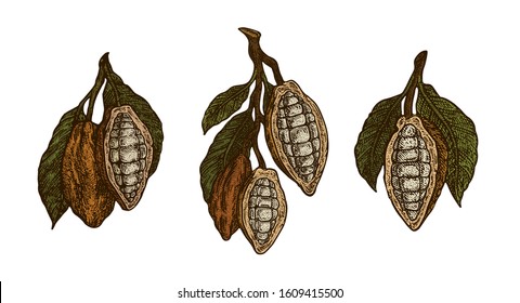 Cocoa beans isolated on white background. Color vintage stylized drawing for chocolate packing, label, logo, menu. Vector hand drawn illustration in traditional retro style. 