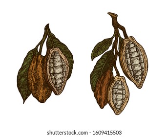 Cocoa beans isolated on white background. Color vintage stylized drawing for chocolate packing, label, logo, menu. Vector hand-drawn illustration in traditional retro style. 