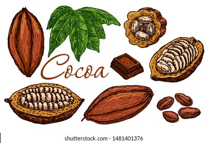 Cocoa beans, cocoa leaves, cocoa branch with fruits of cocoa, chocolate. Elements are isolated. Chocolate ingredient. Organic healthy food color sketch. Great for banner, poster, label.