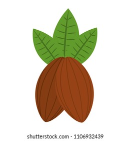 cocoa beans leaves fruit image
