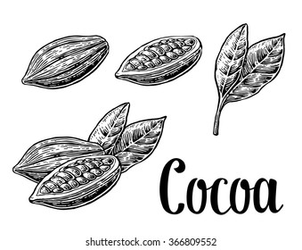 Cocoa beans - leaves and fruits .Engraving vintage vector black illustration. Isolated on white background. Hand drawn design element for label and poster