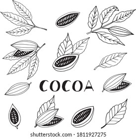 cocoa beans with leaves hand drawn vector set doodle. collection of elements for design icon, poster, label, menu, card, sticker. food, plant, halves and whole, lettering