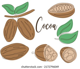 Granos de cacao y hojas conjunto de vector dibujado a mano. Frutas de colecta para la producción de chocolate. Productos orgánicos de los iconos. Esbozo Doodle para productos de diseño, cafés y embalaje. Comida ecológica vegetal