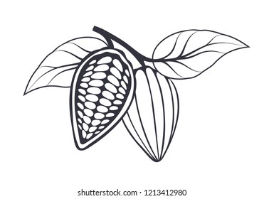 Cocoa beans with leaves on white background. Vector illustration.