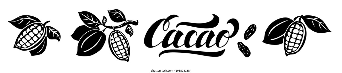 Cocoa beans and lettering vector illustration. Cocoa beans on a branch with leaves isolated on white background.