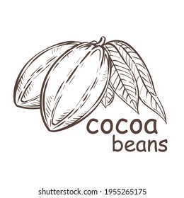 cocoa beans on a branch comic style illustration