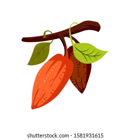 Cocoa beans on a branch isolated illustration, cartoon style. Сhocolate tree fruit, cocoa beans icon. Composition of Cocoa, design element for cover, banner, package. Cacao sign. 