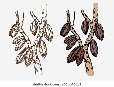 Cocoa beans on a branch, monochrome vector illustration, hand drawn