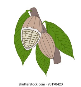 Cocoa beans on a white background