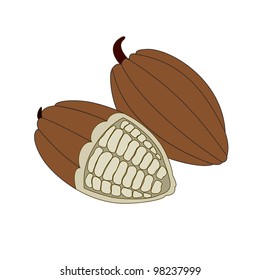 Cocoa beans on a white background