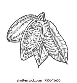 Cocoa beans plant. Hand drawn vector sketch engraved illustration isolated on white.