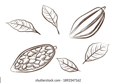 Cocoa beans and cocoa pods and leafs. Tropical cacao seeds. Hand drawn sketch style. Vintage design. Vector illustration