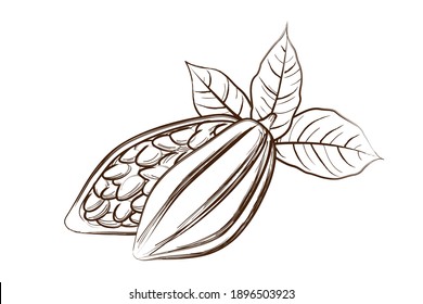 Cocoa beans and cocoa pods and leafs. Tropical cacao seeds. Hand drawn sketch style. Vintage design. Vector illustration