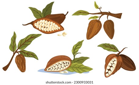 Se ponen granos de cacao. Granos de cacao de chocolate, hojas, ramas, semillas. Ilustración vectorial plana para impresión, menús, paquetes, postales y productos. 