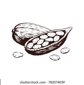 Cocoa beans sketch ink vector illustration