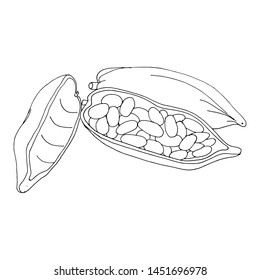 Cocoa beans sketch vector illustration. Hand drawn black and white vector art. Chocolate cocoa beans. Good for packaging design