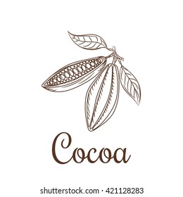 Cocoa beans sketch vector illustration. Cacao icon. Natural raw cocoa seeds for chocolate package or badge.