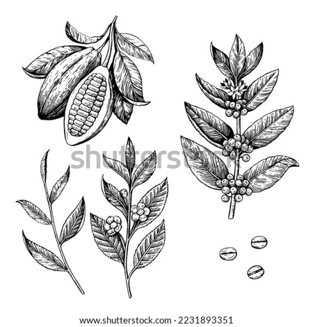 Cocoa beans, tea and coffee branches. Vector illustration in engraving style isolated on white background. 