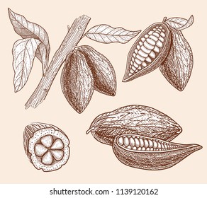 Cocoa Beans Cocoa Tree Stock Vector (royalty Free) 1139120162 