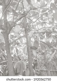 cocoa beans in the tree halftone texture vector background