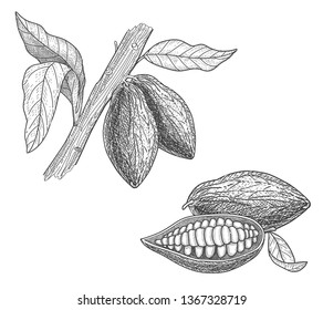 Cocoa beans and cocoa tree. Hand drawn vector illustration fol label and menu.