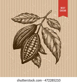 Cocoa beans tree illustration. Engraved style illustration.