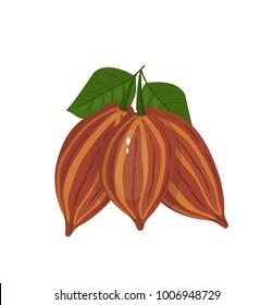 cocoa beans vector