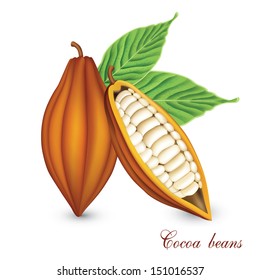 Cocoa beans vector.