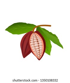 Cocoa beans vector icon. Healthy detox natural product superfood illustration for design market menu superfood .