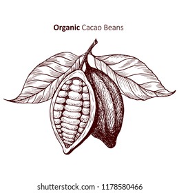 Cocoa beans - Vector illustration