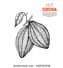 Cocoa beans vector illustration. Hand drawn sketch. Chocolate design. Chocolate beans. Vintage illustration.