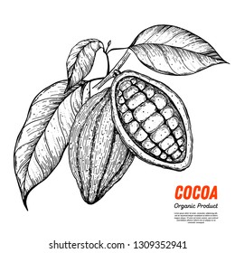 Cocoa beans vector illustration. Hand drawn sketch. Chocolate design. Chocolate beans. Vintage illustration.