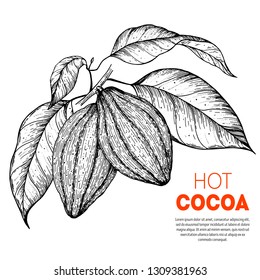 Cocoa beans vector illustration. Hand drawn sketch. Chocolate design. Chocolate beans. Vintage illustration.