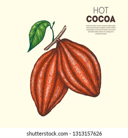 Cocoa beans vector illustration. Hand drawn. Chocolate design. Chocolate beans. Vintage illustration. Cocoa pod.